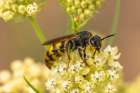 USA, New Mexico. Hornet on blossom. Art Print